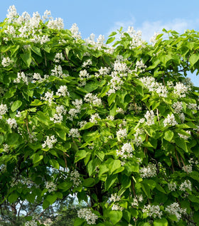Catalpa Tree