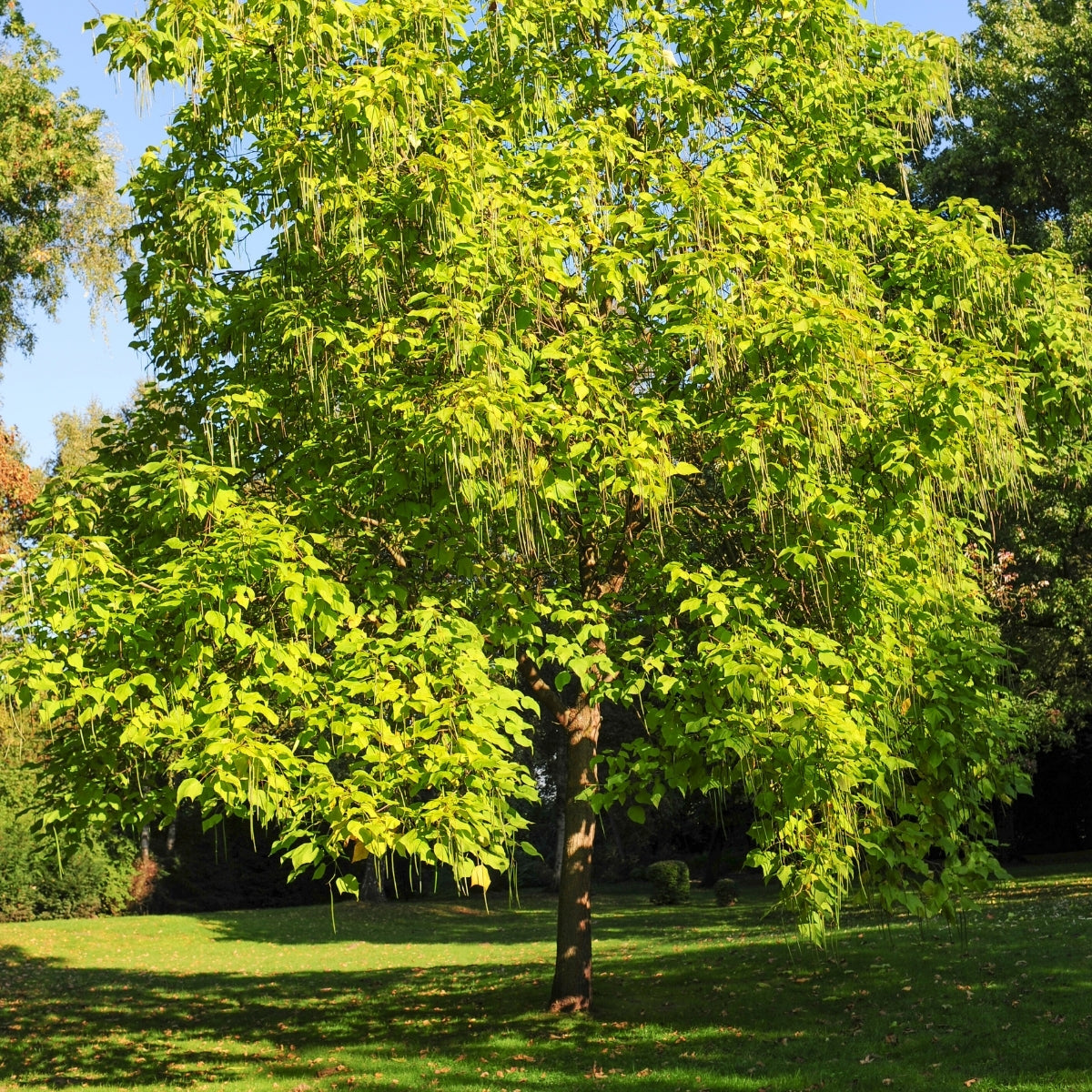 Northern Catalpa Tree for Sale | Fast-Growing Flowering Shade Tree
