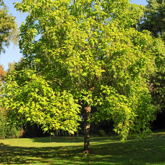 Catapulta Tree Northern Catalpa Tree for Sale | Fast-Growing Flowering Shade Tree