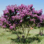 fully grown catawba crape myrtle tree stands 15 feet tall and 12 feet wide