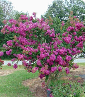 thunderstruck lavender blast crape myrtle tree Thunderstruck Lavender Blast Crape Myrtles for Sale