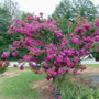 catawba purple crape myrtle tree as a specimen tree in a lawn