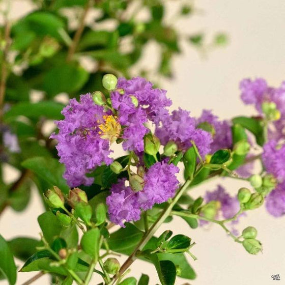purple petals on catawba purple crape myrtle trees crinkle like petticoats