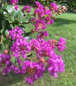 Catawba Crape Myrtle