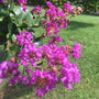 bright violet flowers like purple crepe paper from catawba crape myrtle tree