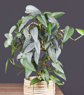 Cebu Blue Pothos