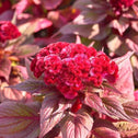 dracula celosia with red-pink flower atop green-purple foliage
