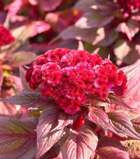 Celosia Dracula