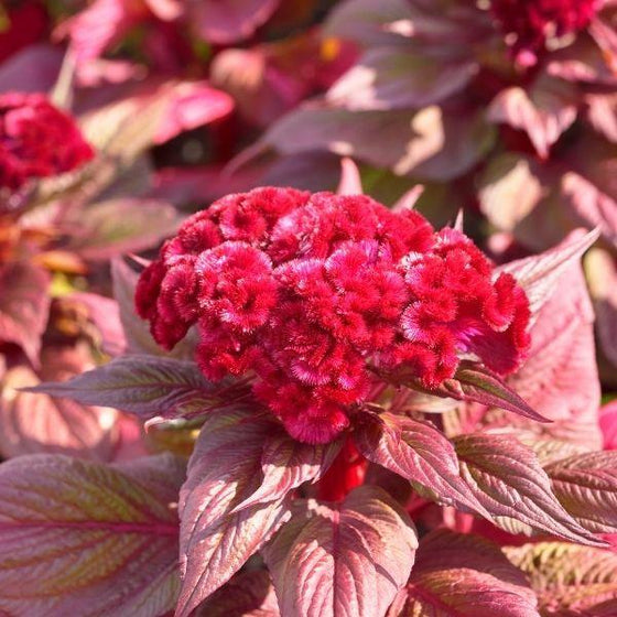 dracula celosia with red-pink flower atop green-purple foliage