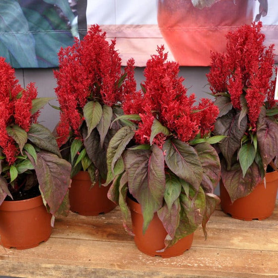 Celosia dragons breath in pots