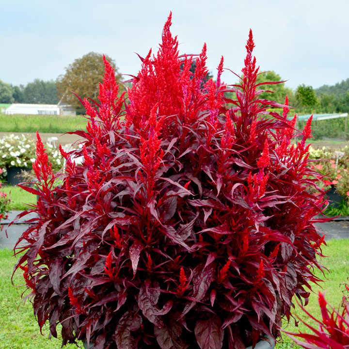 celosia plant indoor Celosia Dragon's Breath