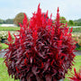 Celosia dragons breath in flower