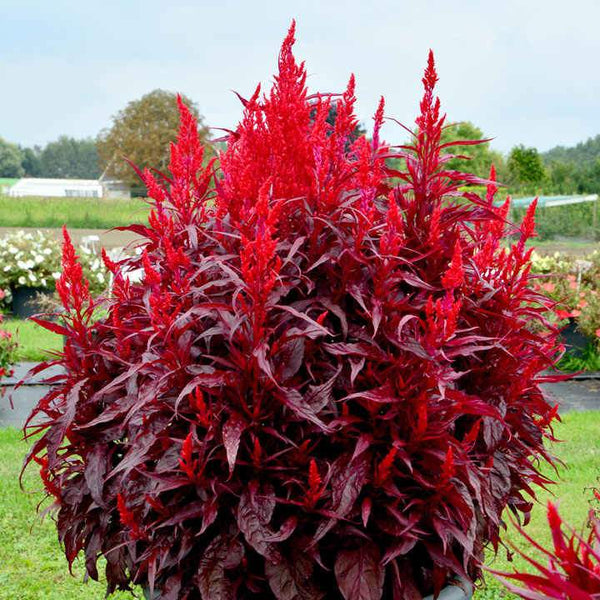 dragon's breath plant indoor Celosia Dragons Breath for Sale