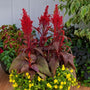 Celosia dragons breath planted in mixed container
