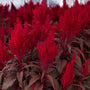Dragons breath celosia red annual flowers