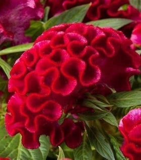 Celosia Twisted Strawberry
