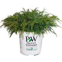 proven winners celtic pride cypress shrub