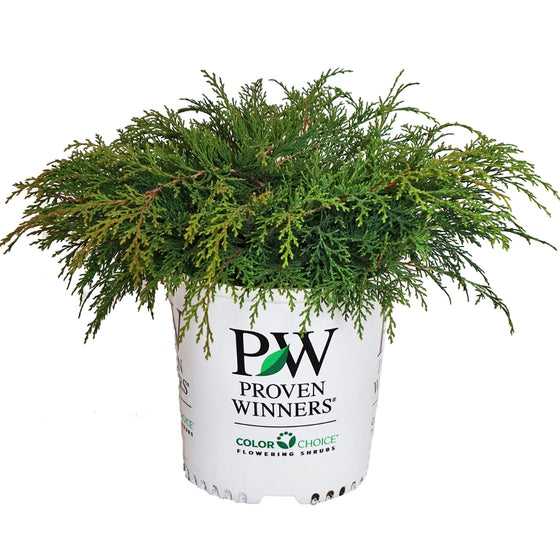 proven winners celtic pride cypress shrub
