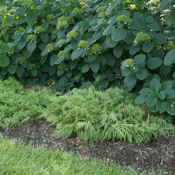 A garden bed featuring low green conifer-like ground cover plants in the foreground, with a larger leafy green shrub or tree in the background, planted in dark mulch beside a grassy lawn.