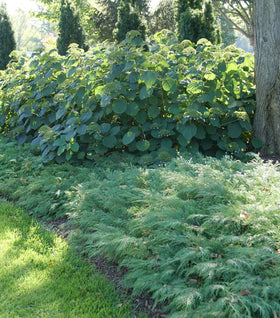 Celtic Pride® Siberian Cypress