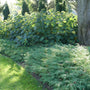 Celtic Pride® Siberian Cypress