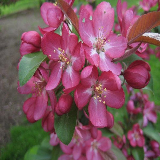 Centurion Crabapple Tree