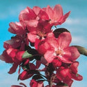 Close up of the red flowers of Centurion Crabapple