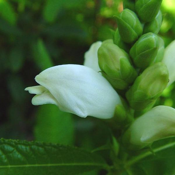 a closer look at the unique shape of the chelone glabra flower