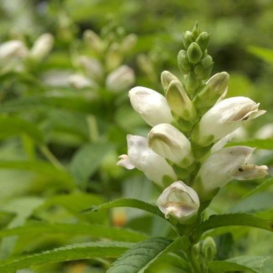 the white chelone glabra is a pollinator that attracts butterflies