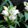 the chelone glabra blooms have a dash of pink among the white