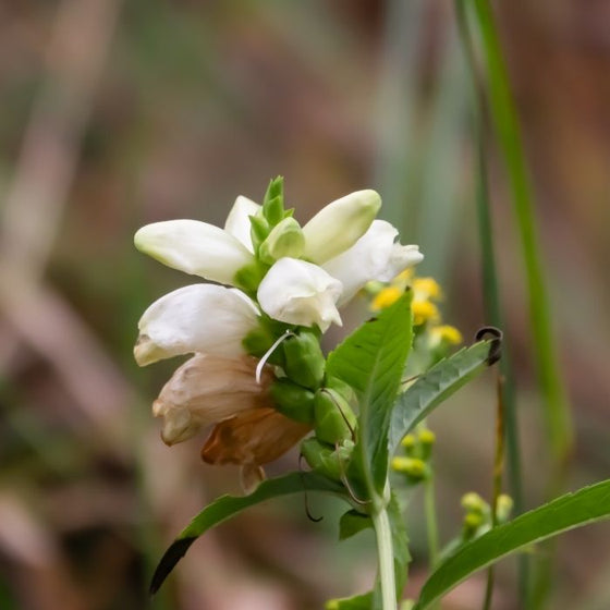 chelone glabra has soft white blooms that look like the inside of a turtles mouth