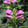 chelone lyonii has pink flower clusters on top of stiff green stems