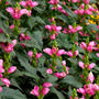 a cluster of brightly colored pink turtlehead chelone lyonii hot lips