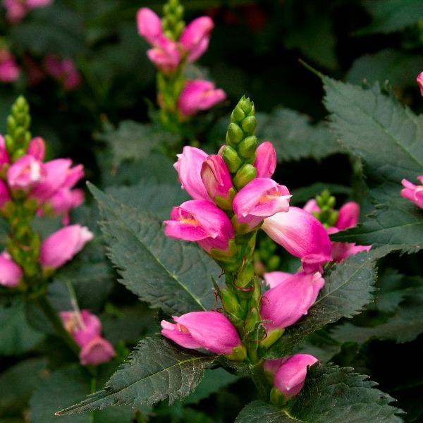 Chelone | Hot Lips Pink Turtlehead