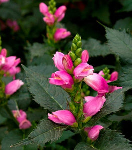 Chelone Hot Lips Pink Turtlehead