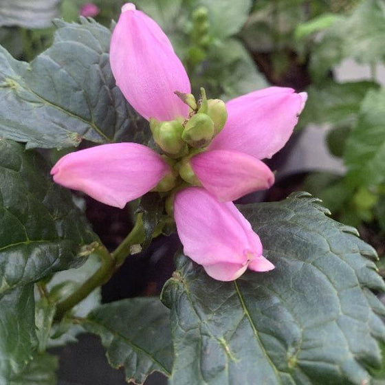 chelone hot lips pink blooms look like the inside of a turtles mouth