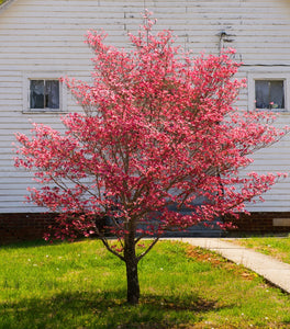 Cherokee Brave Dogwood