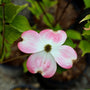 closeup of cherokee brave dogwood blooms