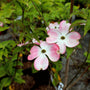 pink blooming dogwood tree