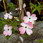 pink cherokee brave dogwood tree blooms