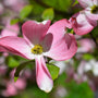 close up view of pink flower of cherokee chief dogwood tree