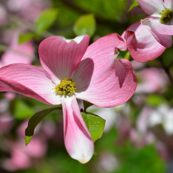 close up view of pink flower of cherokee chief dogwood tree
