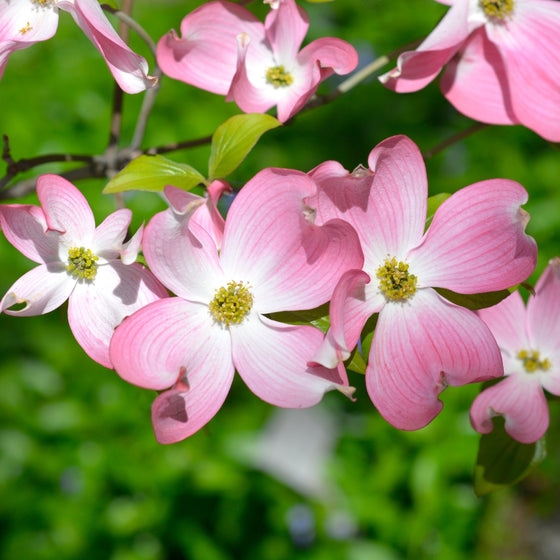 bright pink blooms on cherokee chief dogwood