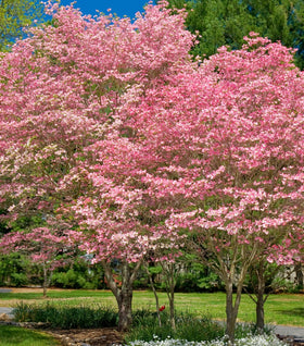Cherokee Chief Dogwood