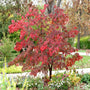 Dogwood Cherokee Chief red fall color