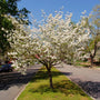 bright white blooming cherokee princess tree on a warm sunny day planted between a median in a neighborhood