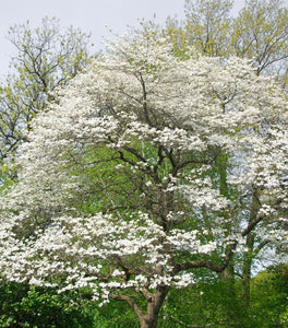 Cherokee Princess Dogwood