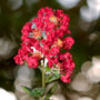 A closer look at the fluffy red blossoms of the cherry dazzle crape myrtle shrub