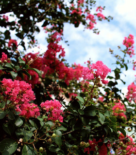 Cherry Dazzle Crape Myrtle