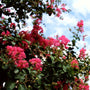 Dwarf cherry dazzle crape myrtle shrubs in full bloom